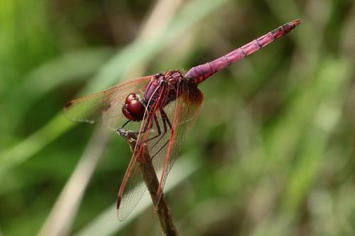 Réf. 242 037 : Trithemis annulata