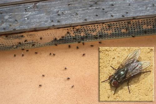 Réf. 242 036 : Musca sp.