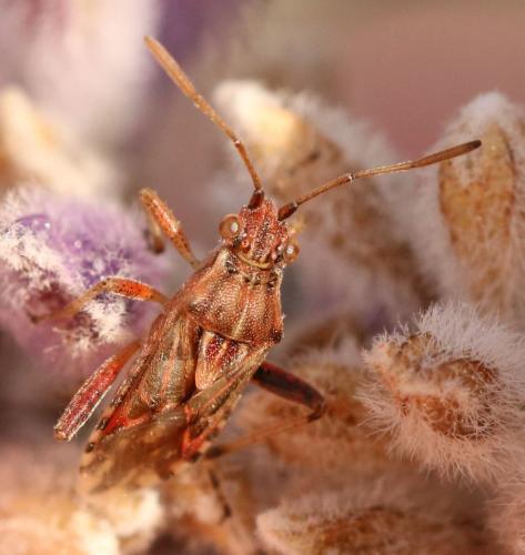 Stictopleurus sp.