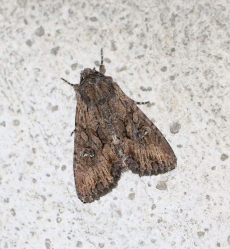 Réf. 242 009 : Mniotype sp.
