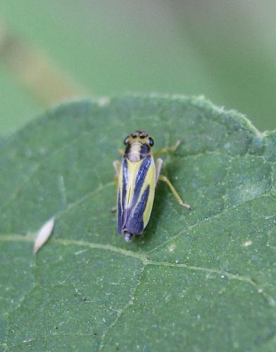 Evacanthus interruptus