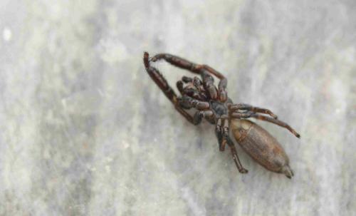Réf. 242 290 : Mendoza canestrinii