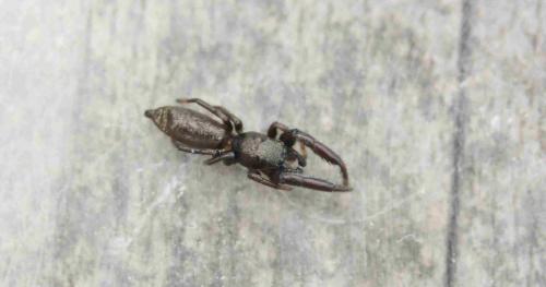 Réf. 242 291 : Mendoza canestrinii