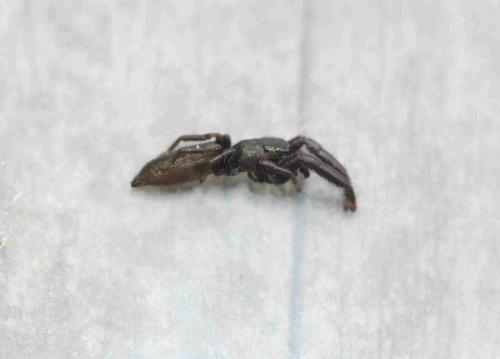Réf. 242 292 : Mendoza canestrinii