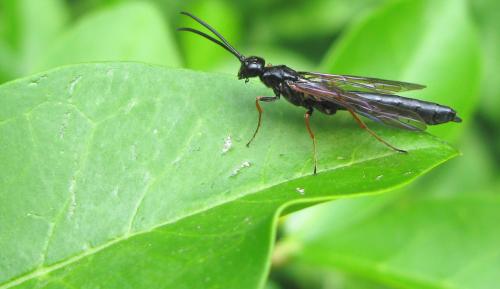 Phylloecus niger
