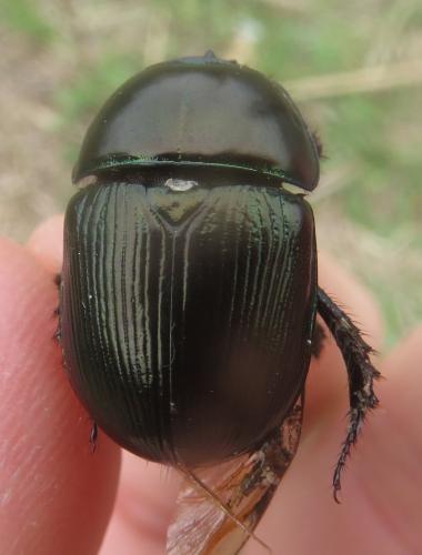 Geotrupes mutator