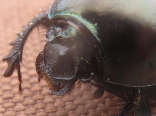 Geotrupes mutator