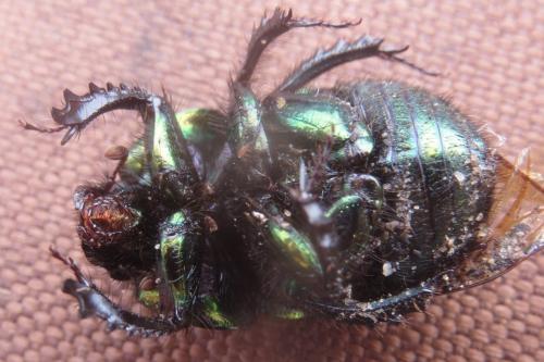 Geotrupes mutator
