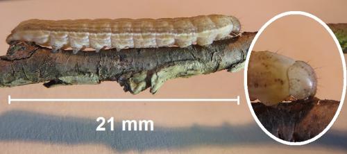 Réf. 242 032 : Thalpophila matura