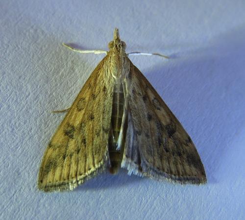 Réf. 242 339 : Udea ferrugalis