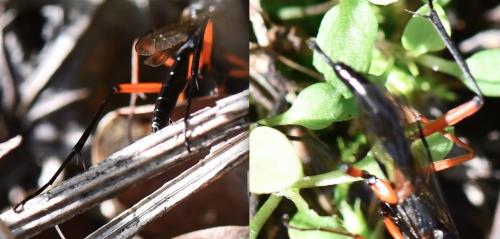 Exetastes calobatus
