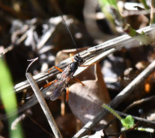 Exetastes calobatus