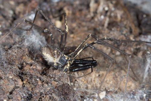 Réf. 242 386 : Ischyropsalis pyrenaea