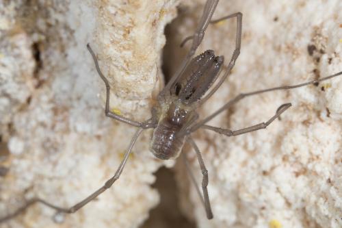 Réf. 242 387 : Ischyropsalis pyrenaea