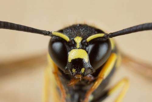 Eumenes sp.
