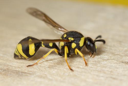 Eumenes sp.
