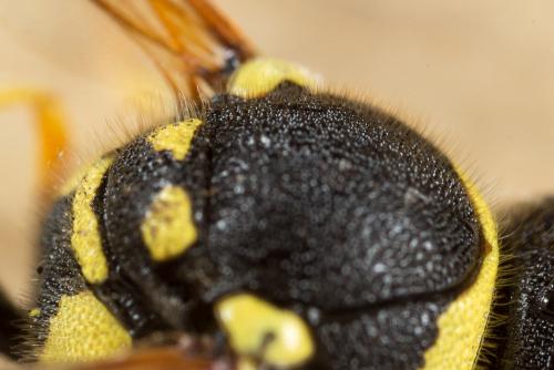 Eumenes sp.