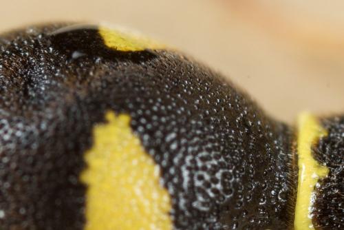 Eumenes sp.