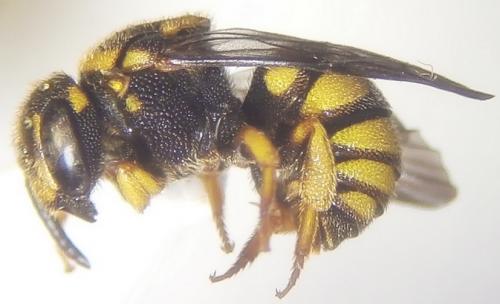Réf. 242 810 : Stelis signata