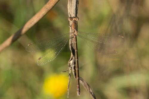 Lestes virens