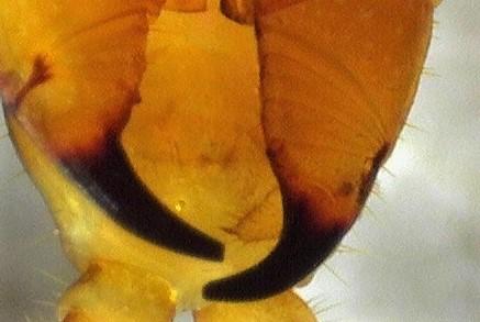 Réf. 242 415 : Geophilus easoni