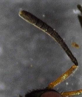 Réf. 242 062 : Anastatus bifasciatus