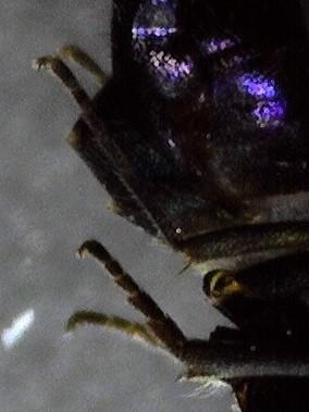 Réf. 242 063 : Anastatus bifasciatus