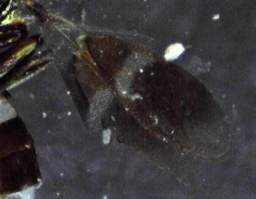 Réf. 242 064 : Anastatus bifasciatus