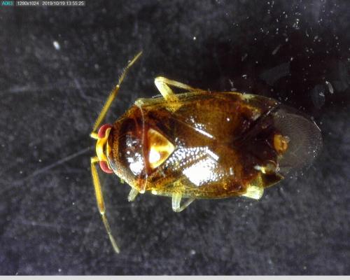 Réf. 242 082 : Deraeocoris lutescens