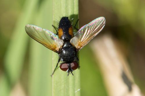Réf. 242 970 : Clairvillia biguttata