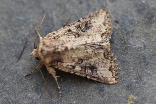 Mythimna languida