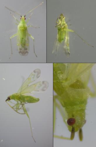 Réf. 242 700 : Macrolophus pygmaeus