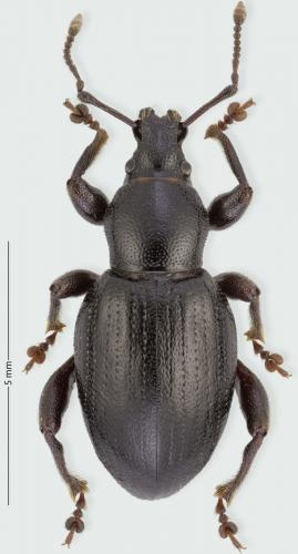 Otiorhynchus arcticus jugicola