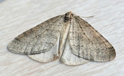 Réf. 242 849 : Operophtera brumata