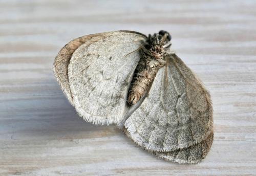Réf. 242 848 : Operophtera brumata