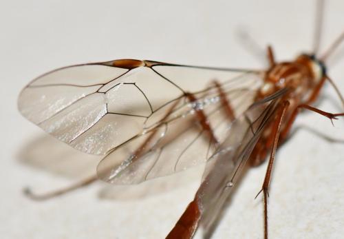 Réf. 242 391 : Ophion obscuratus