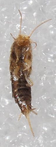 Réf. 242 567 : Ctenolepismatinae inconnu