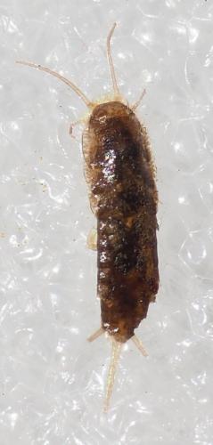 Réf. 242 566 : Ctenolepismatinae inconnu