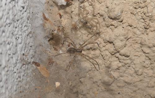 Réf. 242 772 : Tegenaria parietina