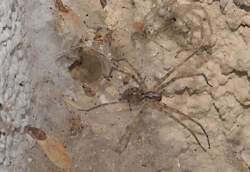 Tegenaria parietina