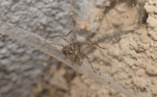 Tegenaria parietina