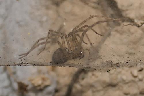 Tegenaria parietina