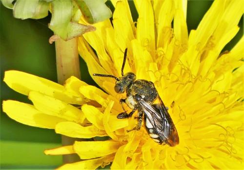 Réf. 242 634 : Epeolus fallax