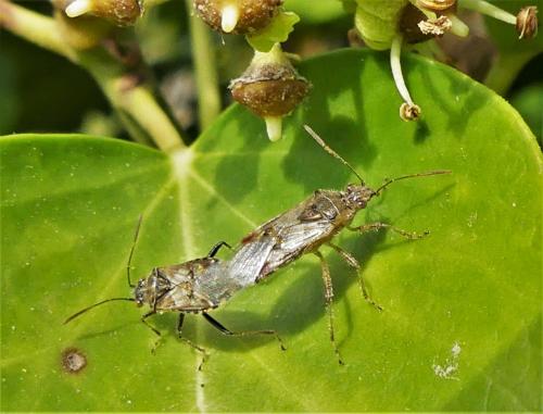 Réf. 242 753 : Liorhyssus hyalinus