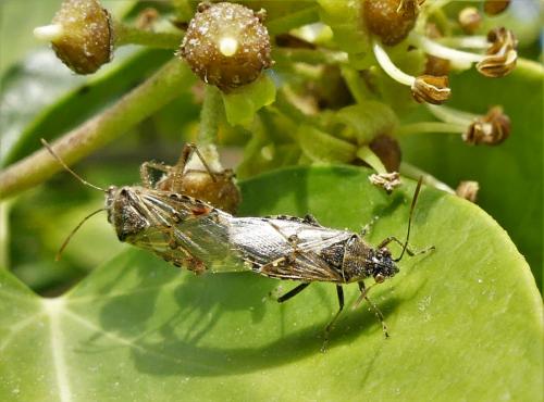 Liorhyssus hyalinus