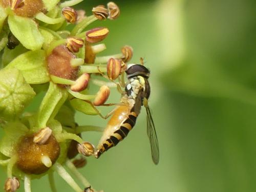 Réf. 242 780 : Sphaerophoria sp.