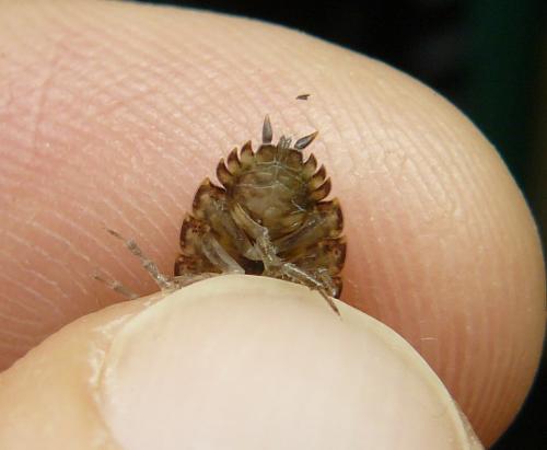 Porcellio monticola