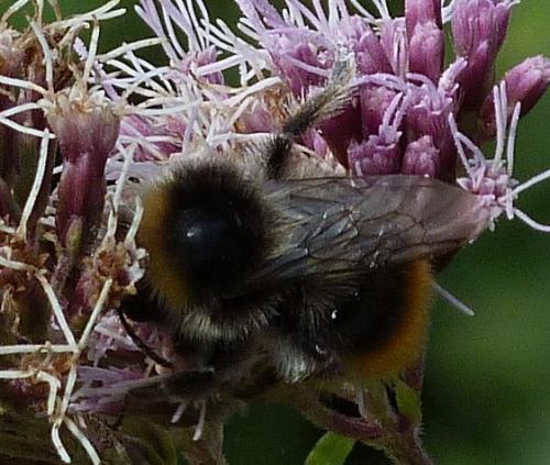 Bombus sp.