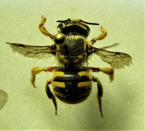 Réf. 242 115 : Anthidium manicatum