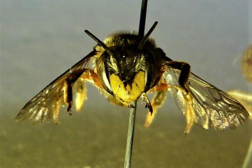 Réf. 242 116 : Anthidium manicatum